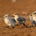 Baby Lesser Crested Terns (Thalasseus bengalensis) on Kubbar Island, Kuwait